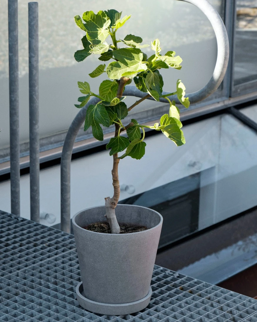 Hay Flowerpot With Saucer Grey, Ø14 Cm M 5 Hay Flowerpot With Saucer Grey, Ø14 Cm M - Image 3